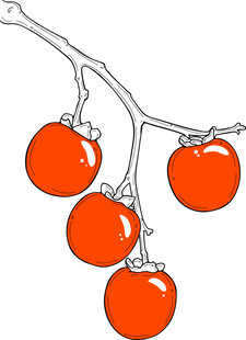 枝头红柿 矢量图
