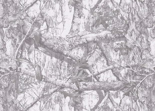 冬日枯树林黑白景象