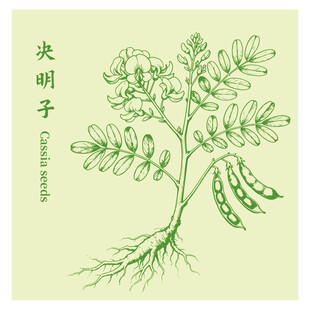 决明子植物手绘插画图