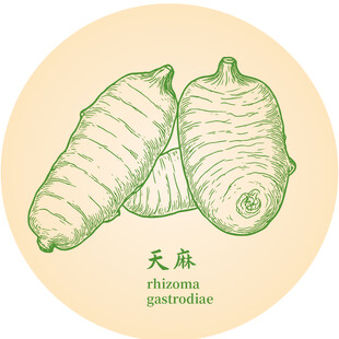 天麻手绘中药材草本植物插画