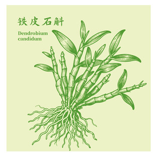 铁皮石斛中药材植物插画