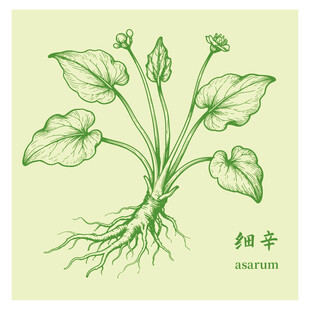 手绘细辛中药材草本植物图