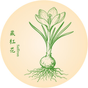 手绘藏红花植株图