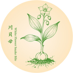 川贝母手绘中药材植物图