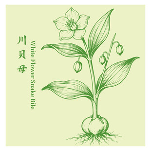 川贝母手绘中药材植物图