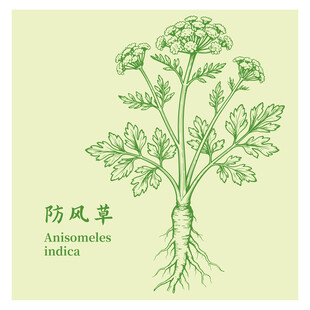 防风草草本植物手绘插画