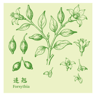 手绘连翘中药材植物图案