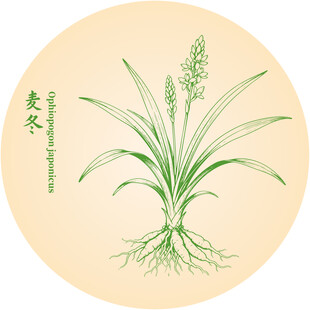 手绘中药麦冬中药材植物图