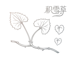 积雪草植物线稿图