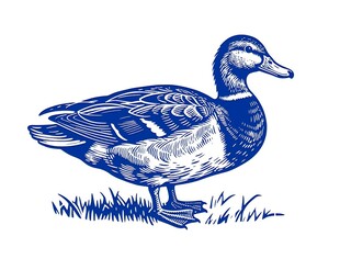 站在草地上的鸭子