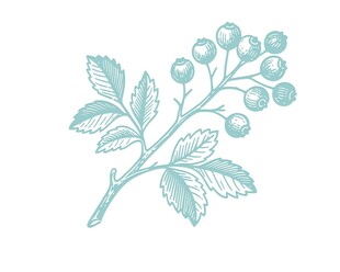 手绘蓝莓图案