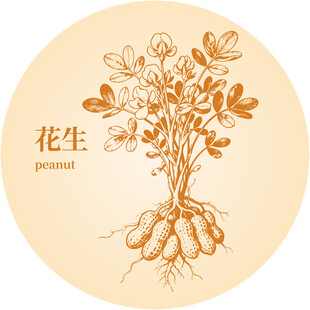 手绘花生植株图