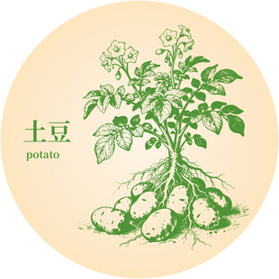 手绘土豆植株图案