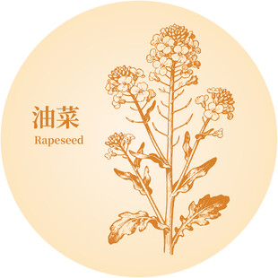 油菜植物插画