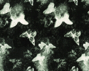 黑白抽象蝴蝶图案纹理