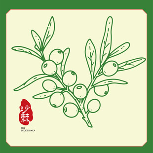 手绘沙棘果包装手绘插画