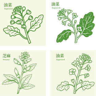 油菜菜籽油植物油食用油包装