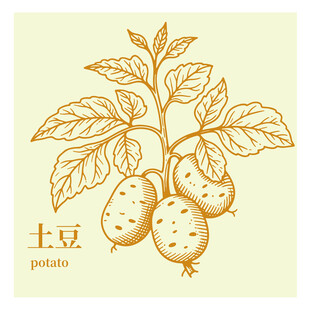 手绘土豆植株插画