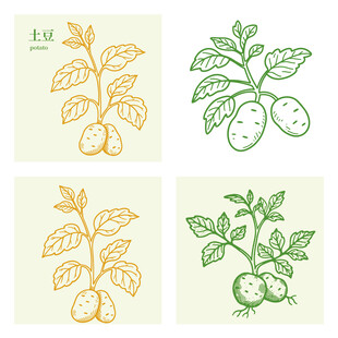 土豆植物植株马铃薯插画
