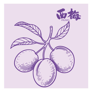 手绘李子西梅插画矢量图