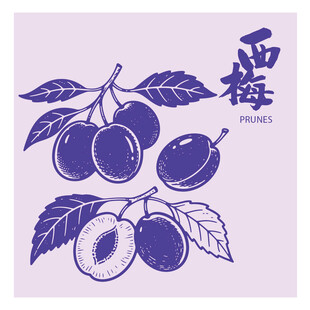 手绘西梅插画矢量图