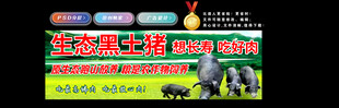 生态黑土猪