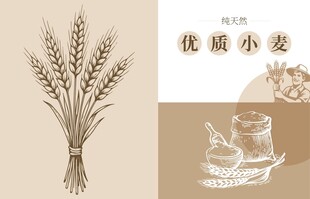 优质小麦插画海报广告