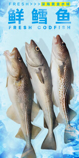 鲜鳕鱼 