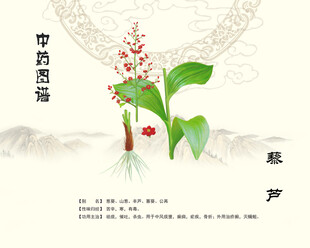 中药藜芦展示图