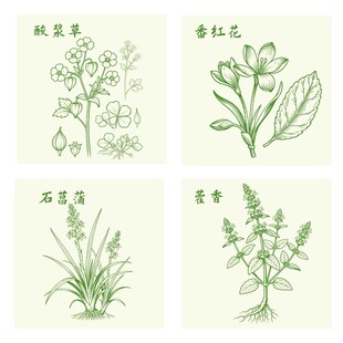 酸浆草番红花藿香石菖蒲中药材