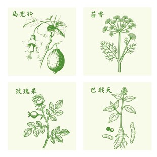 玫瑰茴香巴戟天马兜铃植物插画