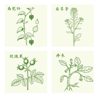 玫瑰果丹参白芥子马兜铃植物插画