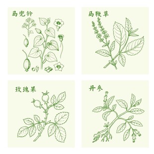 玫瑰果丹参马鞭草马兜铃植物插画