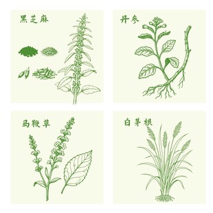 黑芝麻丹参马鞭草白茅根植物插画