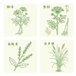 独活当归马鞭草白茅根植物插画