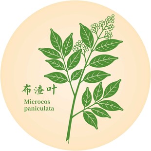 布渣叶植物图示