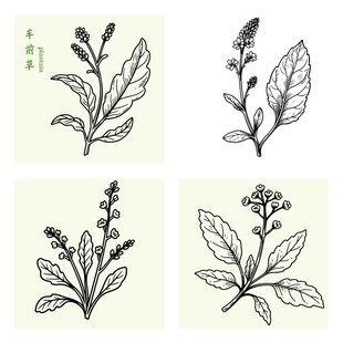 车前草植物手绘插画
