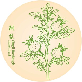 刺梨植物插画