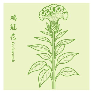 手绘鸡冠花植物插画