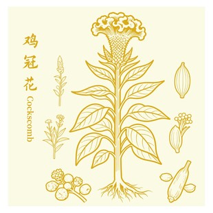 鸡冠花植物插画图