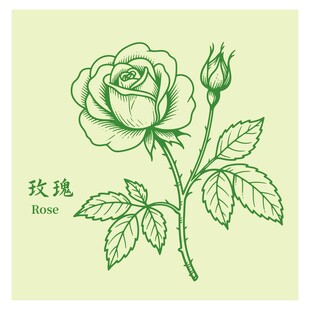 手绘绿色玫瑰插画
