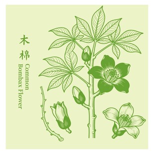 木棉植物插画