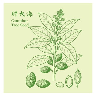 胖大海植物手绘插画图