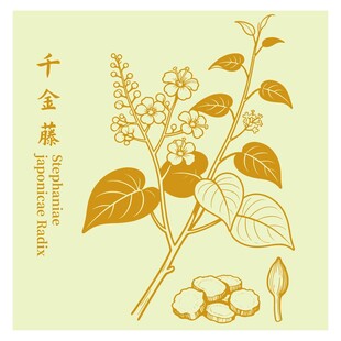 千金藤植物插画展示