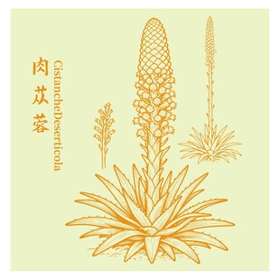 肉苁蓉植物手绘插画