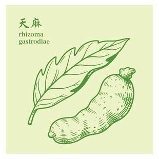 天麻植物插画