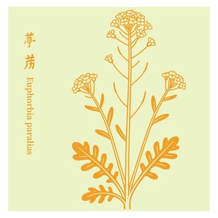 葶苈清新手绘植物花卉图案