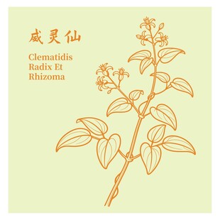 威灵仙植物线描图