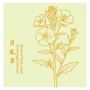 月见草花卉线描插画