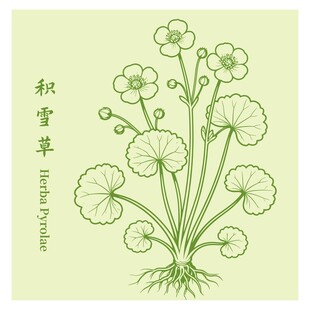 积雪草插画展示